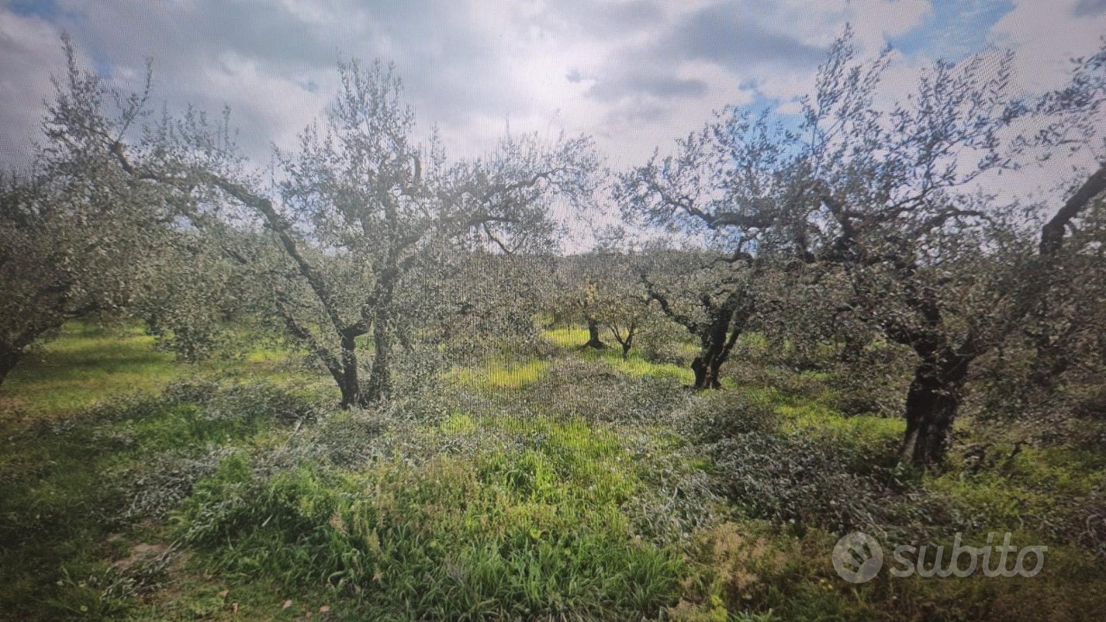 Terreno Agricolo panoramico - Vista 4