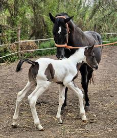 Puledro Black Tobiano