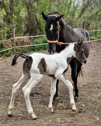 Puledro Black Tobiano