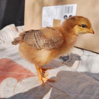 Pulcini Polli Rosso Pesante