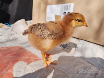 Pulcini Polli Rosso Pesante