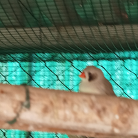 Diamantini guancia nera