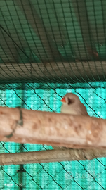 Diamantini guancia nera