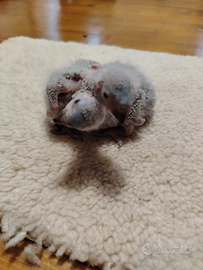 Lorichetti arcobaleno da imbecco