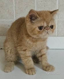 Cucciolo di gattino exotic shorthair