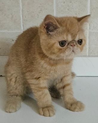 Cucciolo di gattino exotic shorthair