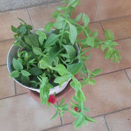 Pianta grassa apnea cordofolia con vaso cm 14