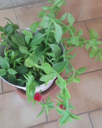 Pianta grassa apnea cordofolia con vaso cm 14