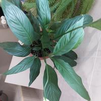 Pianta da interno Spatafillo con portavaso