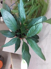 Pianta da interno Spatafillo con portavaso