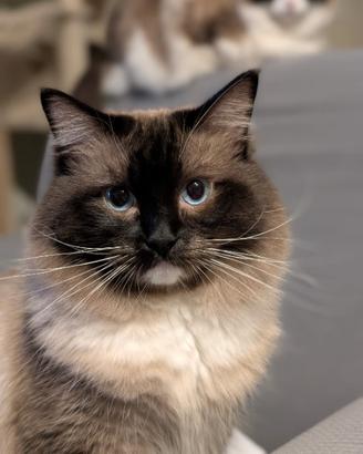 Ragdoll maschio per Monta