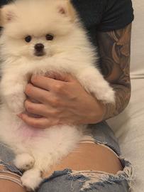 Pomeranian