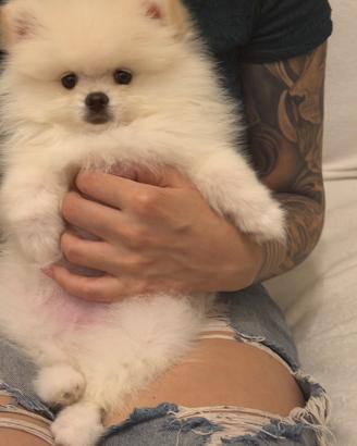 Pomeranian