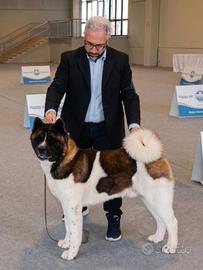 Akita americano