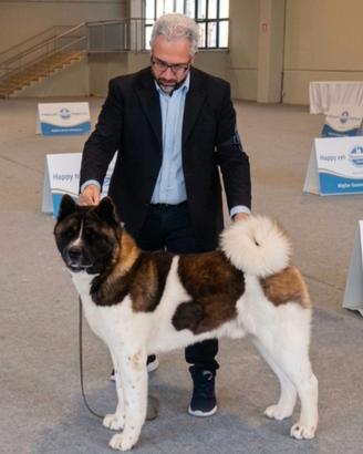 Akita americano