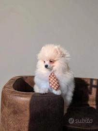 Spitz di pomerania