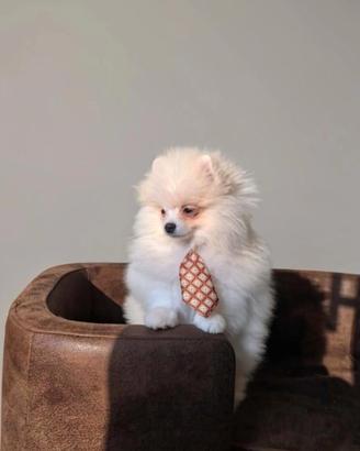 Spitz di pomerania