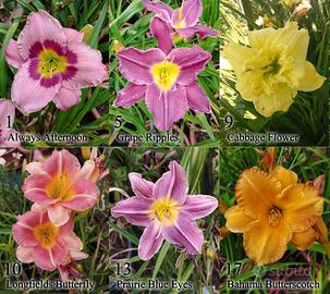 rizomi hemerocallis, daylily. fiore simile giglio