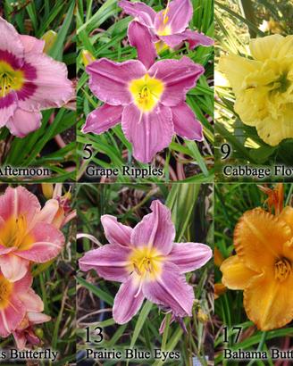 rizomi hemerocallis, daylily. fiore simile giglio