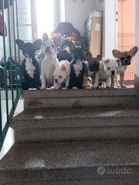 Cuccioli di Buldog Francese Exotic