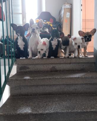 Cuccioli di Buldog Francese Exotic
