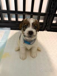 Jack Russell Terrier - Cuccioli disponibili