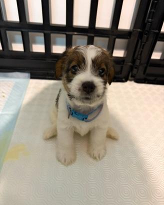 Jack Russell Terrier - Cuccioli disponibili