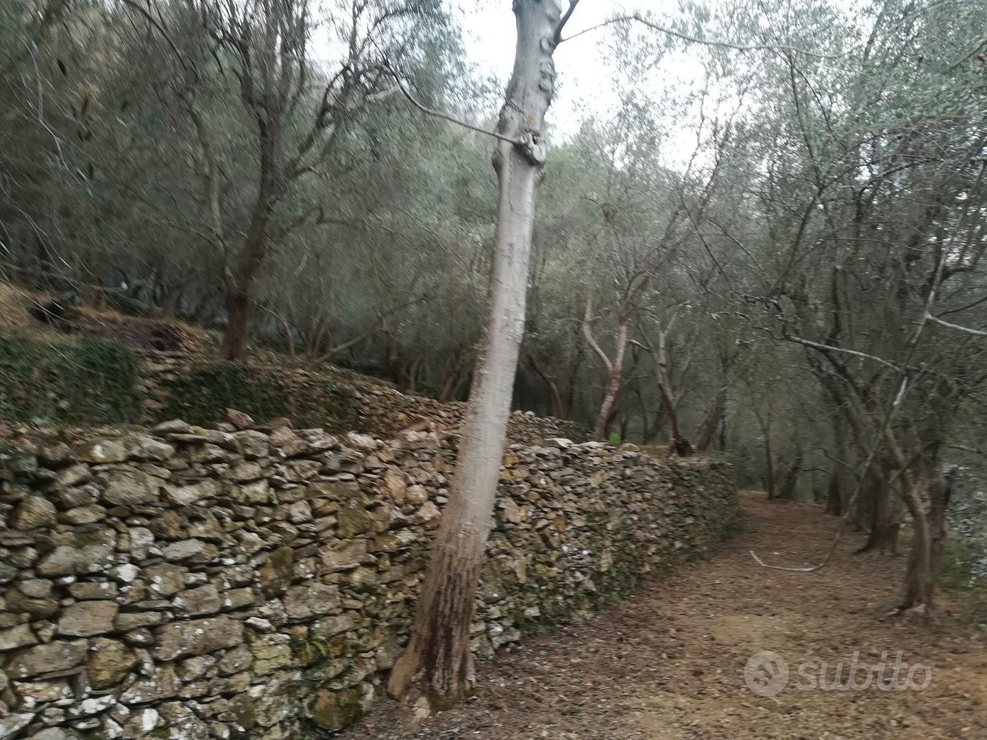 Vendita terreno con olive - Vista 2