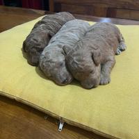 Cuccioli di barboncino Toy