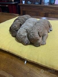 Cuccioli di barboncino Toy