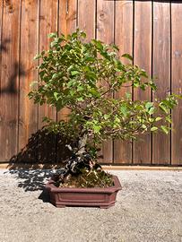 Bonsai cornus sanguinea