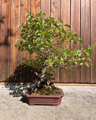 Bonsai cornus sanguinea