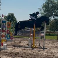 Pony sportivo completo e salto