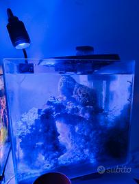 aquario marino  nano reef 