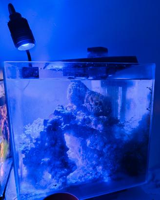 aquario marino  nano reef 