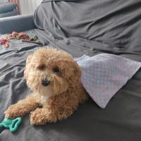 Cucciolo di maltipoo