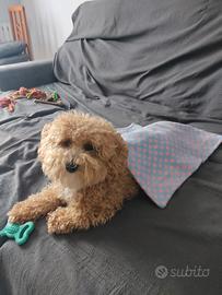 Cucciolo di maltipoo
