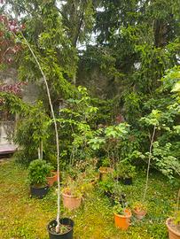 alberi e piante da giardino