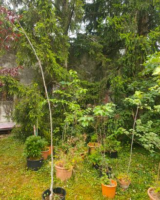 alberi e piante da giardino
