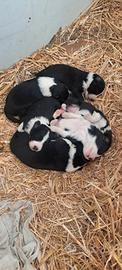Border collie