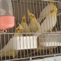 Calopsite lutino maschio