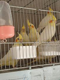 Calopsite lutino maschio