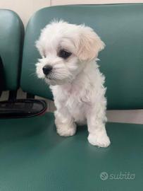 Maltipoo toy femmina