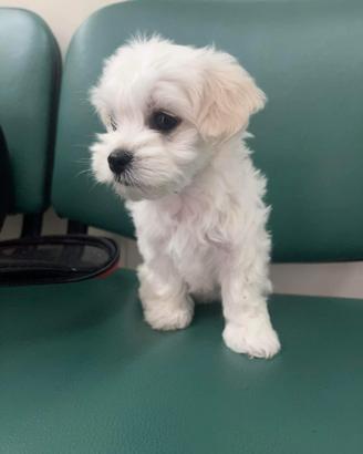 Maltipoo toy femmina