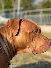 American pitbull femmina