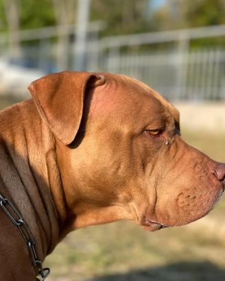 American pitbull femmina
