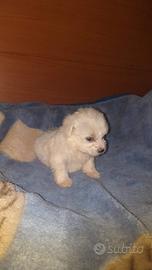 Maltipoo cuccioli