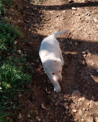 Labrador miele nati il 20 02 2026