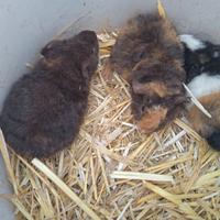 Porcellini d'india US Teddy