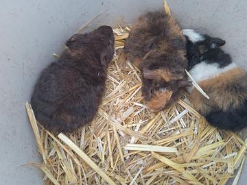 Porcellini d'india US Teddy